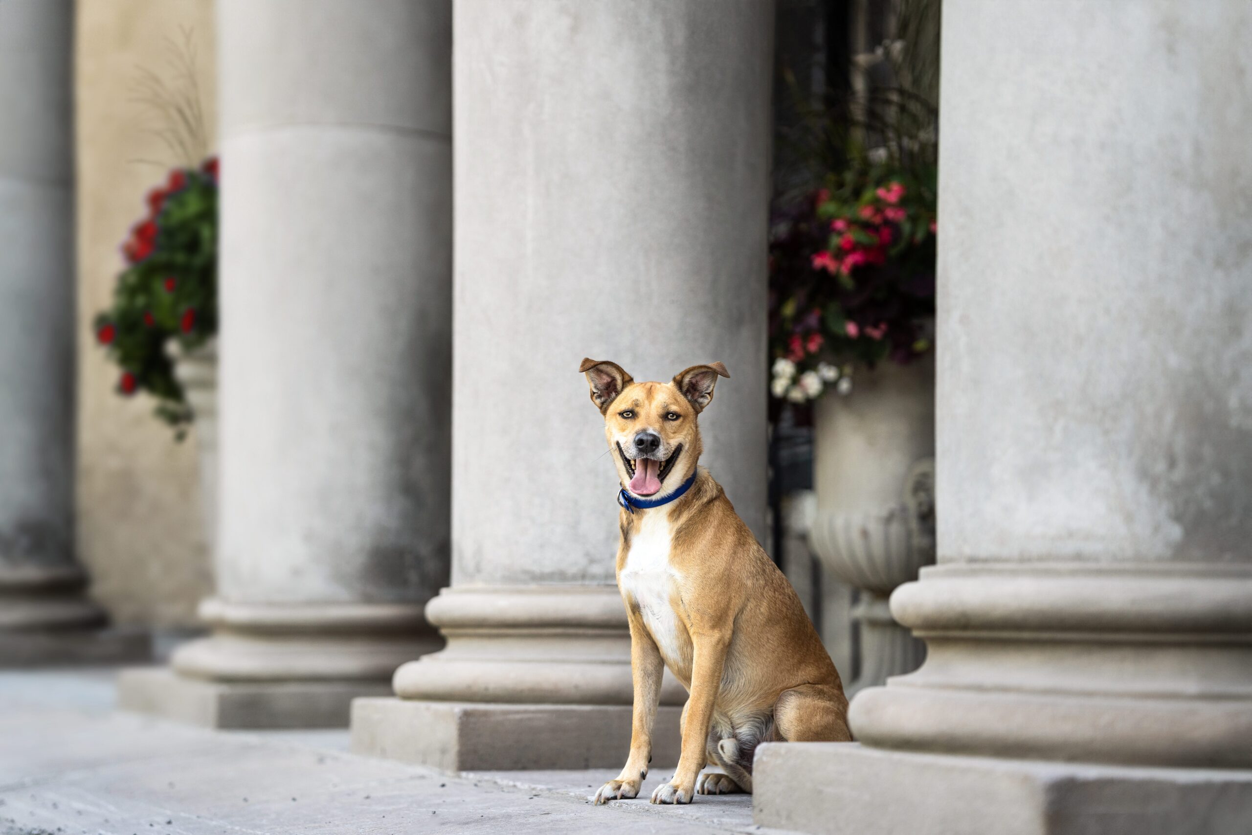 Rescue dog photography