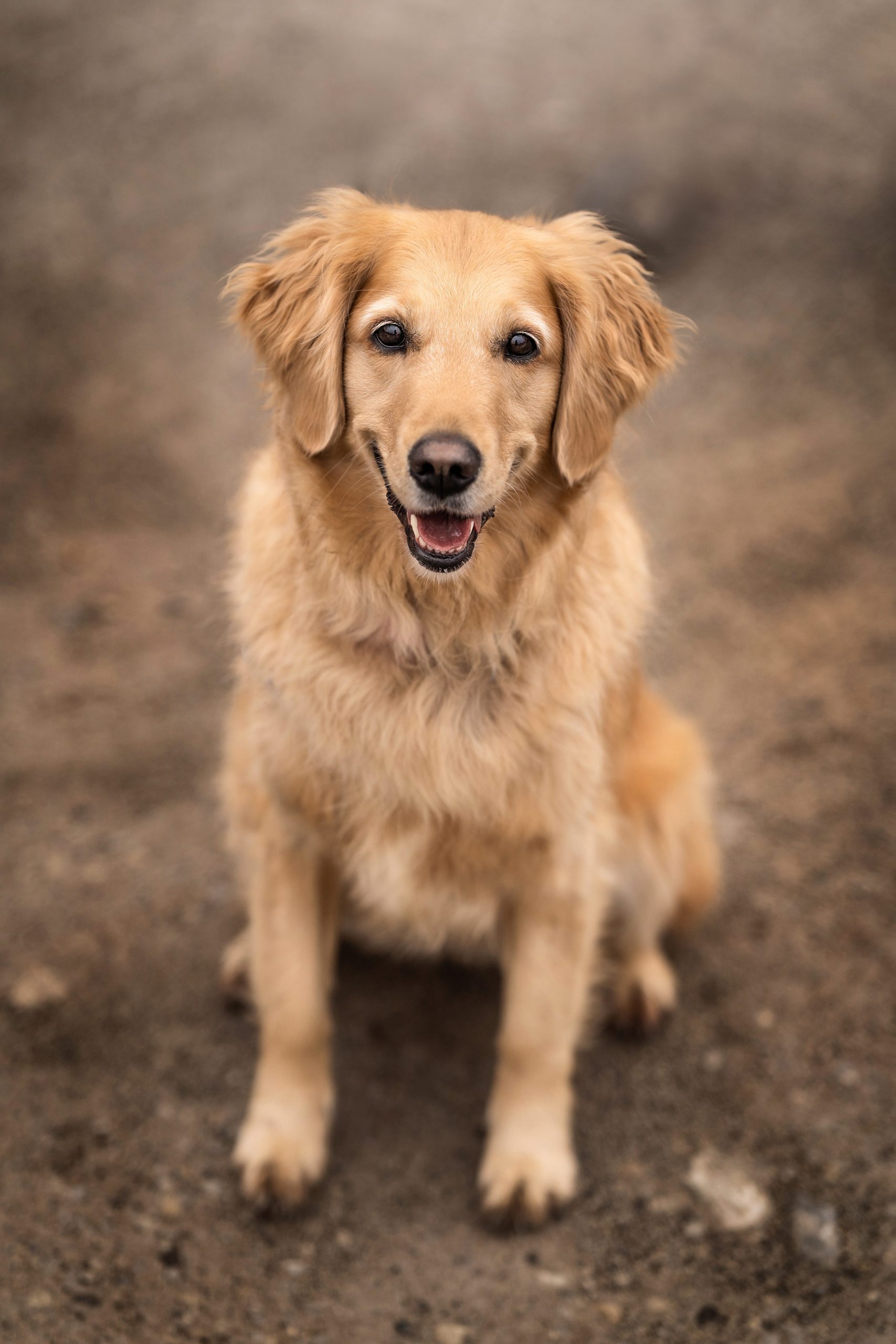 Dog portrait